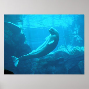 Póster Baleias da beluga II