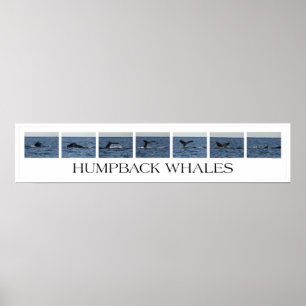 Póster Baleias de Humpback