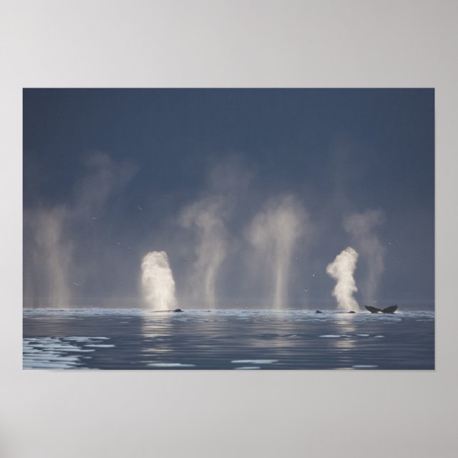 Póster Baleias-jubarte (Megaptera novaeangliae) (Frente)