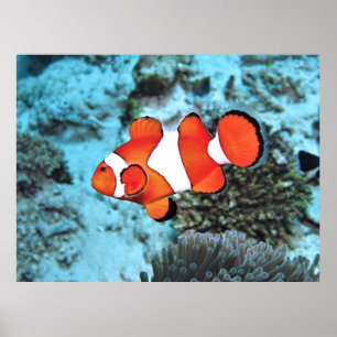 Poster Bali Clownfish