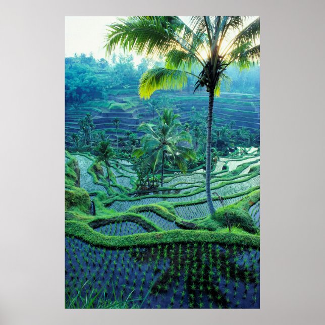Poster Bali | Panorâmica Dos Terraços De Arroz (Frente)