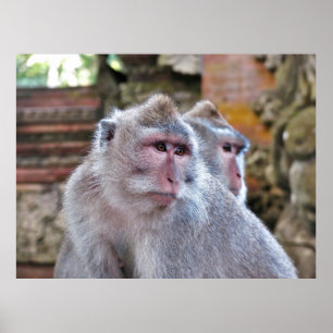 Poster Balinese Macaque