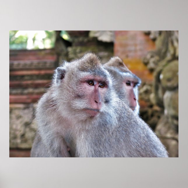 Poster Balinese Macaque (Frente)