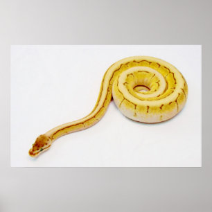Póster Ball Python Amarelo Brilhante