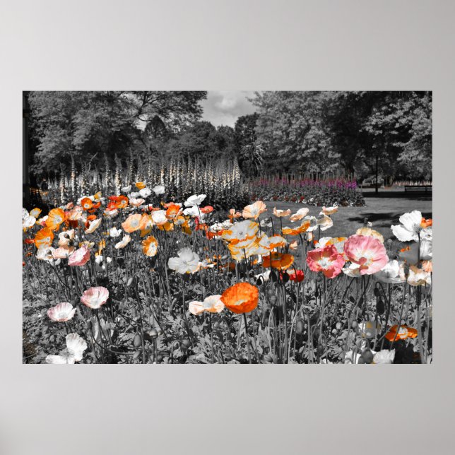 Poster Ballarat Botanic Gardens Floral Display (Frente)