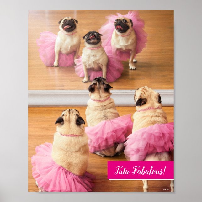 Poster Ballerina Pugs Em Tutus (Frente)