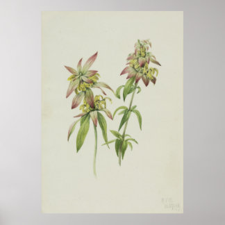 Poster Balm de Abelhas Cintadas (Monarda punctata)