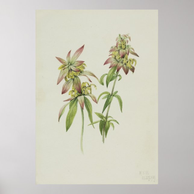 Poster Balm de Abelhas Cintadas (Monarda punctata) (Frente)