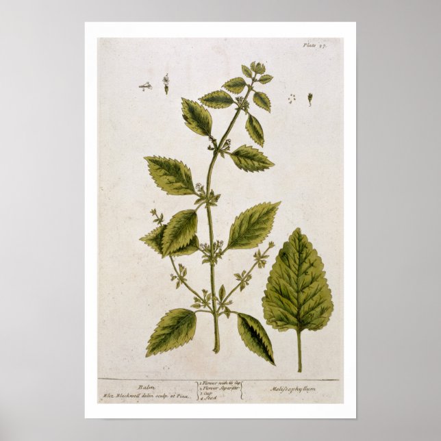 Póster Balm, placa 27 de 'A Curiosa Herbal', publicada (Frente)
