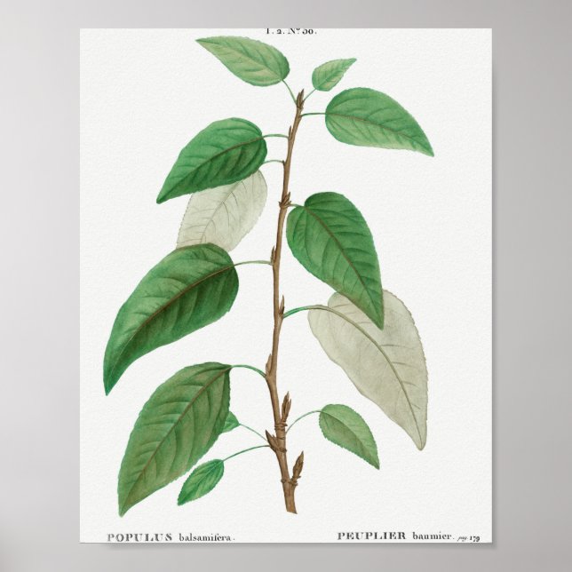 Poster Balsam poplar (Populus balsamifera) de Traite de (Frente)
