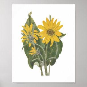 Poster Balsam Root Wildflower
