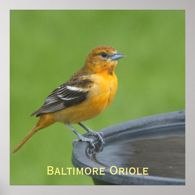Póster Baltimore Oriole (Frente)