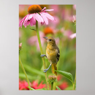 Póster Baltimore Oriole