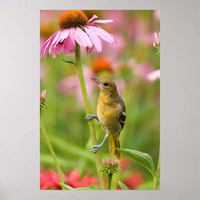 Póster Baltimore Oriole (Frente)