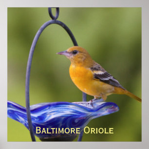Poster Baltimore Oriole
