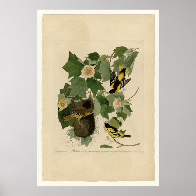 Poster Baltimore Oriole (Frente)