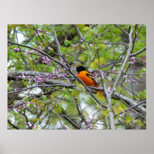 Poster Baltimore Oriole
