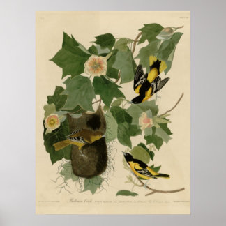 Póster Baltimore Oriole