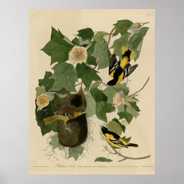 Póster Baltimore Oriole (Frente)
