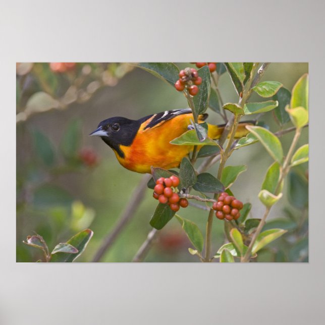 Póster Baltimore Oriole (Frente)