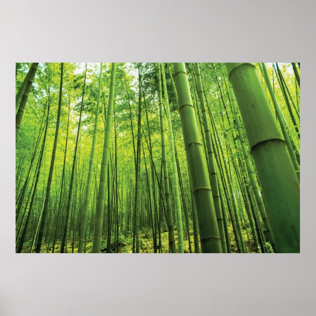 Poster Bamboo Forest Zen Art (Frente)