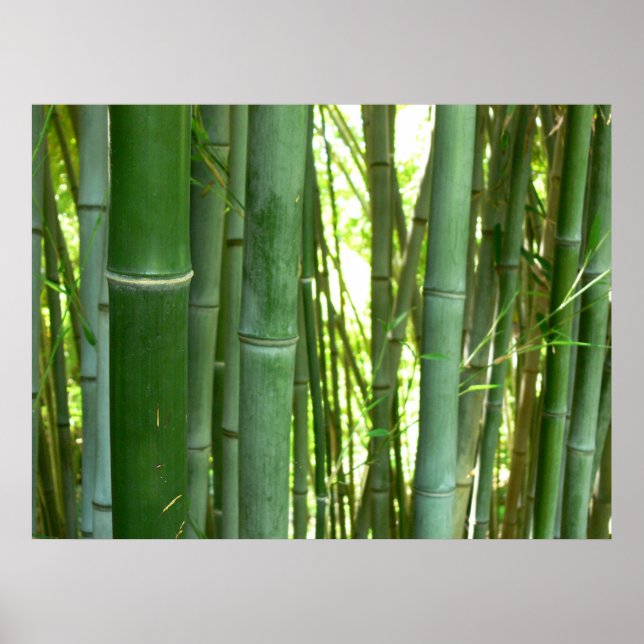 Poster Bamboo Grove (Frente)