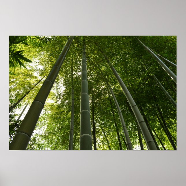 Poster Bamboo Grove: Tóquio, Japão (Frente)