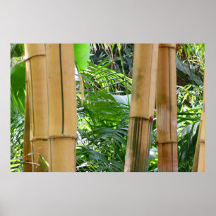 Póster Bambu