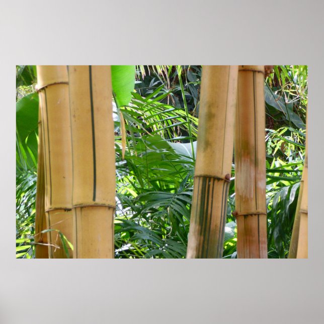 Póster Bambu (Frente)