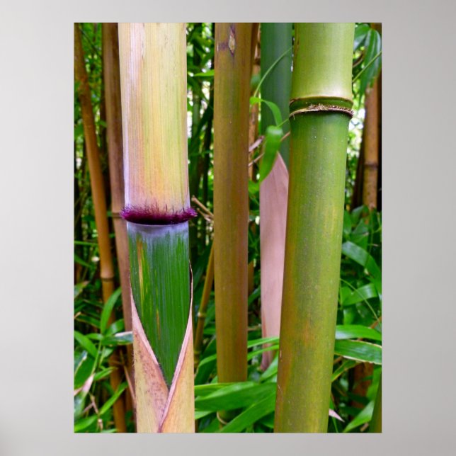 Poster Bambu (Frente)