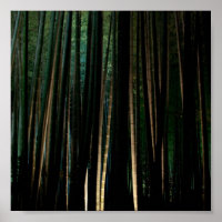 Bambu alto à noite.