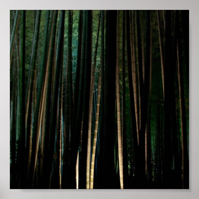 Poster Bambu alto à noite. (Frente)