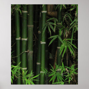 Póster Bambu… Fao Rai, Nong Khai, Isaan, Tailândia