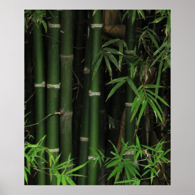 Póster Bambu ... Fao Rai, Nong Khai, Isaan, Tailândia (Frente)