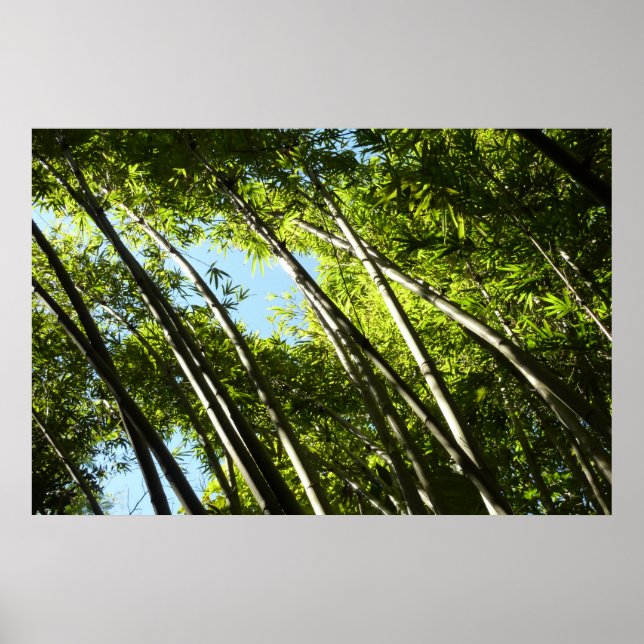 Poster Bambu Natureza Botânica (Frente)