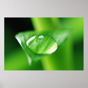 Póster Bambu Wassertropfen