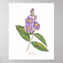 Poster Banaba (Lagerstroemia especiosa) Ph Forest Blooms