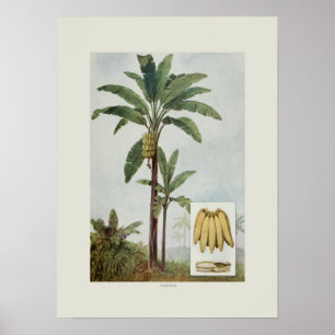 Poster Banana