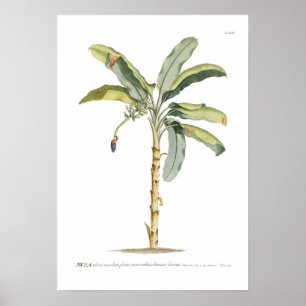 Póster Banana