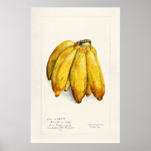 Poster Banana