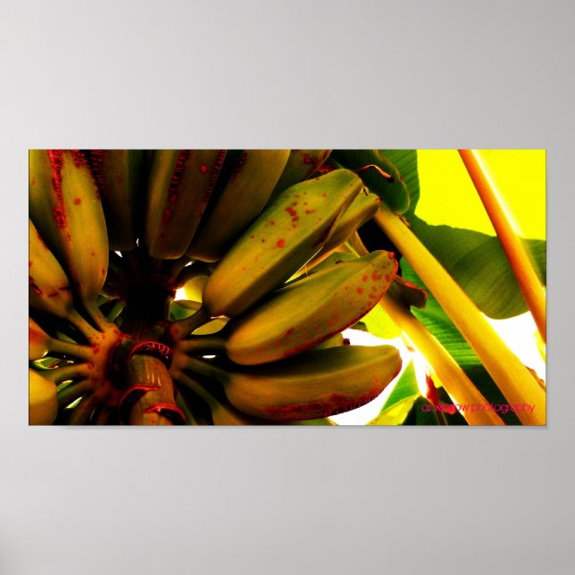 Poster Banana Bunch (Frente)