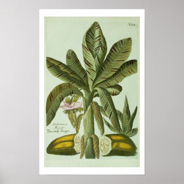 Poster Banana, da Phytanthoza Iconogri de J. Weinmann (Frente)