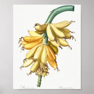 Poster Banana de Les liliacees (1805) apresentada por Pie