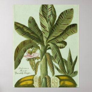 Póster Banana, de Phytanthoza Iconographi de J. Weinmann