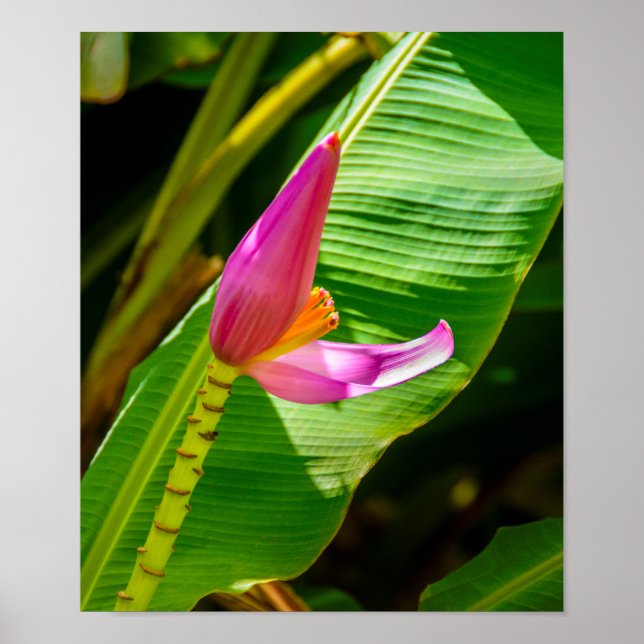 Poster Banana Flower, Limahuli Gardens, Kauai Vertical (Frente)