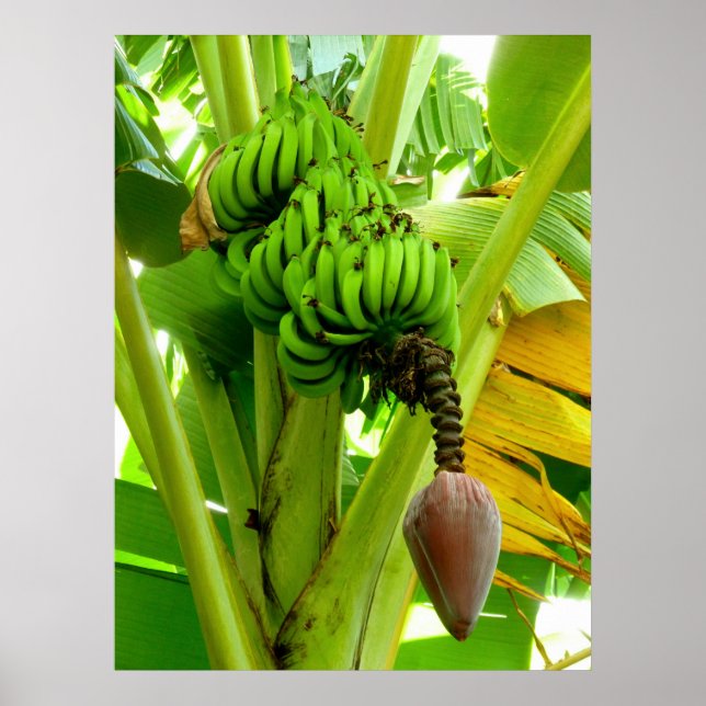 Póster Banana Plant (Frente)