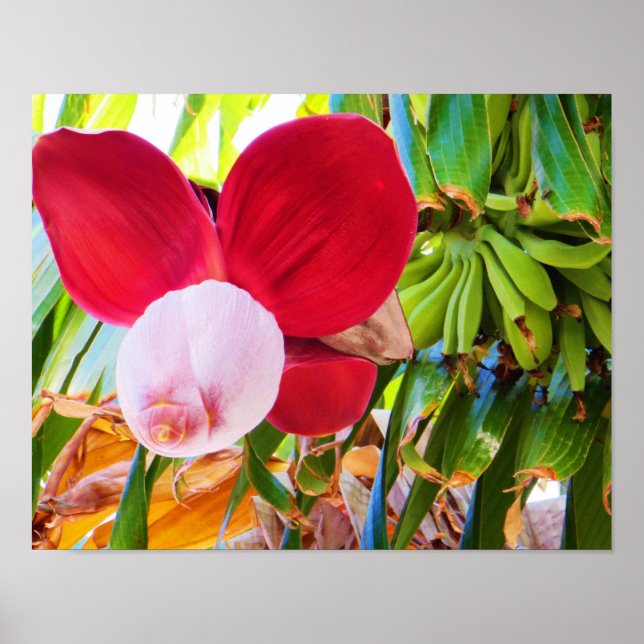 Poster Banana Tree Bliss (Frente)