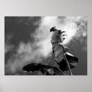 Póster Banana Tree deixa fotografia em preto e branco