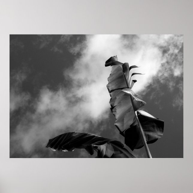 Póster Banana Tree deixa fotografia em preto e branco (Frente)