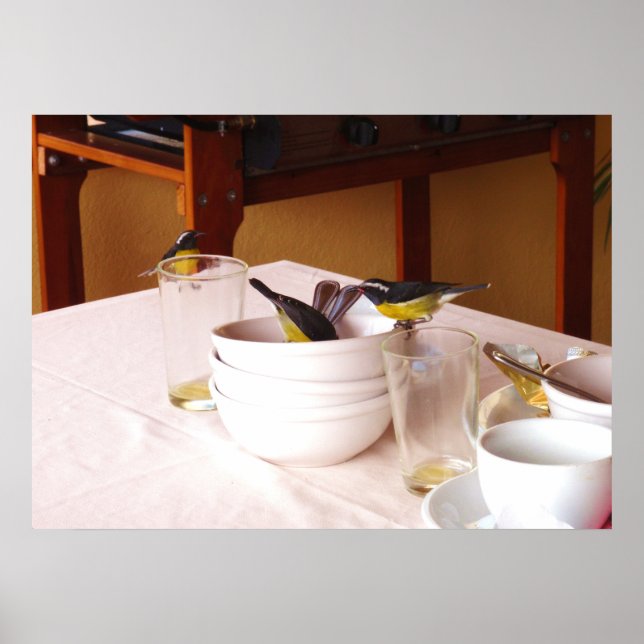 Póster Bananaquit bird Coreba Falveola (Frente)